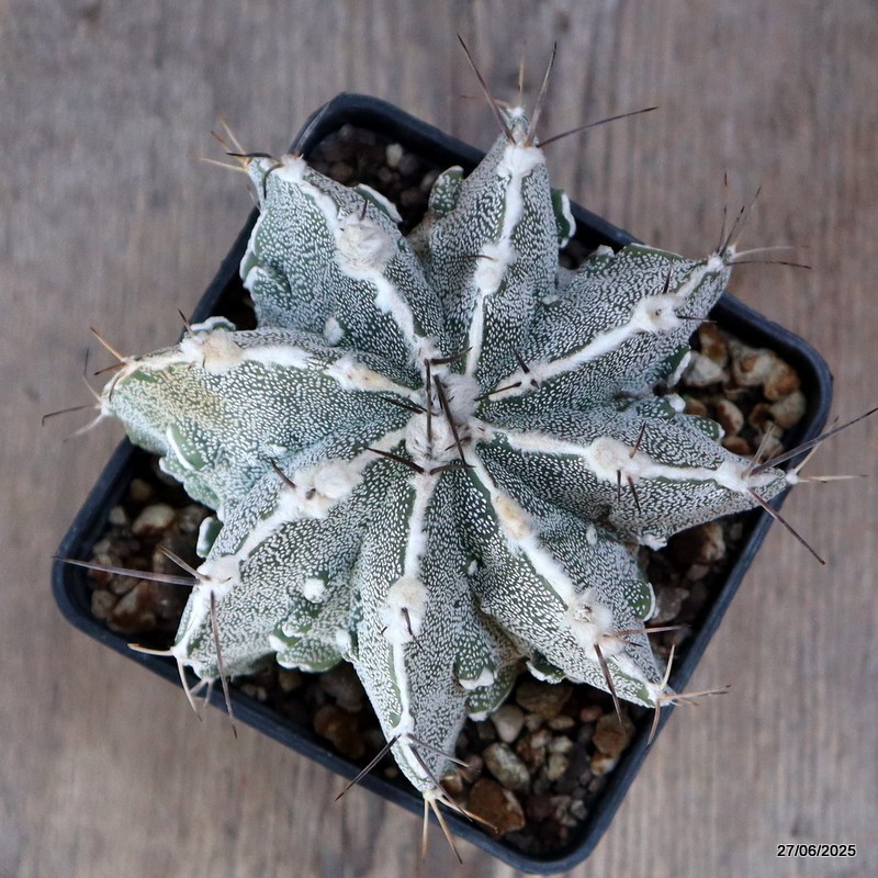 D4888 ASTROPHYTUM ORNATUM X HANNYA pot10-H9-W12 cm MaMa Cactus