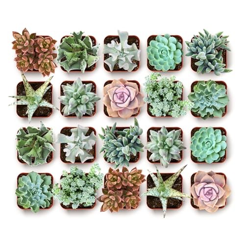 Succulent Bulk Plant Pack Collection – Live Mini Succulent 64 Pack Coastal