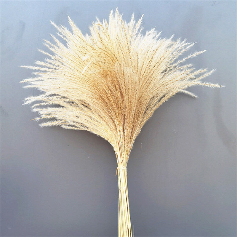 60PCS Natural Dried Pampas Grass Reed Flower Bunch Bouquets Home Wedding Decor