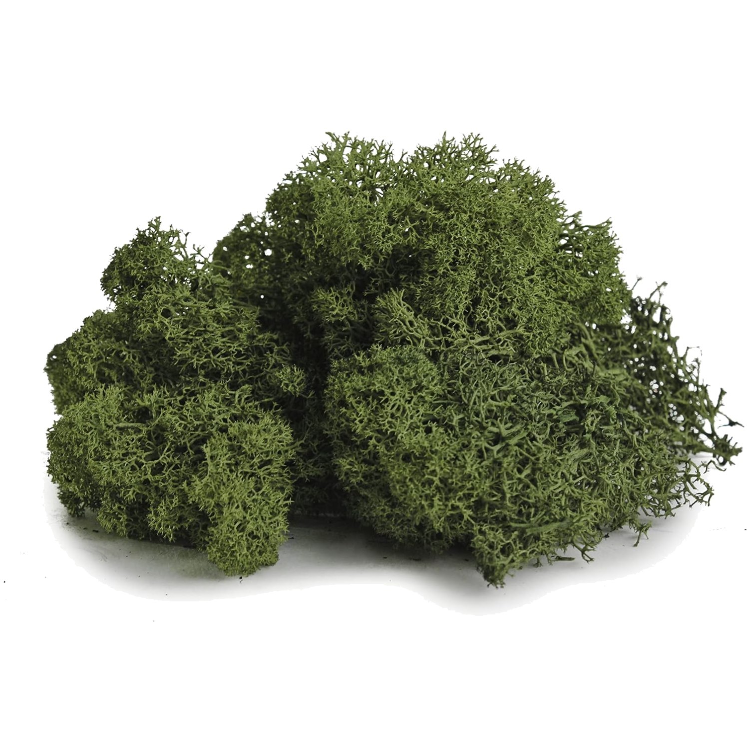 Super Moss Reindeer Moss, Forest Green, 3lbs