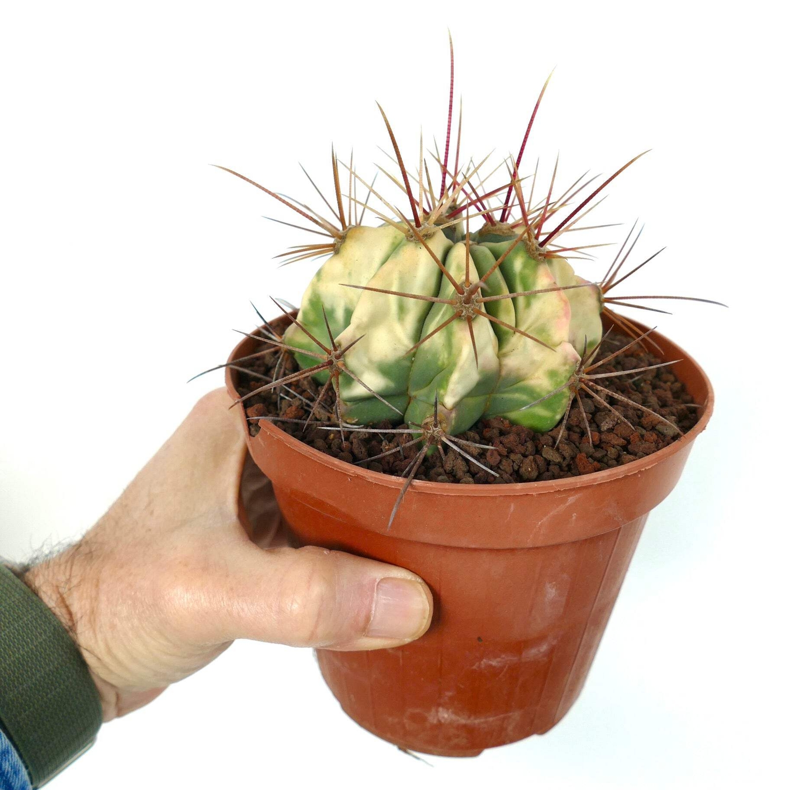 Ferocactus longispinus VARIEGATED – Long-Spined Barrel Cactus | Long-Spined Fire