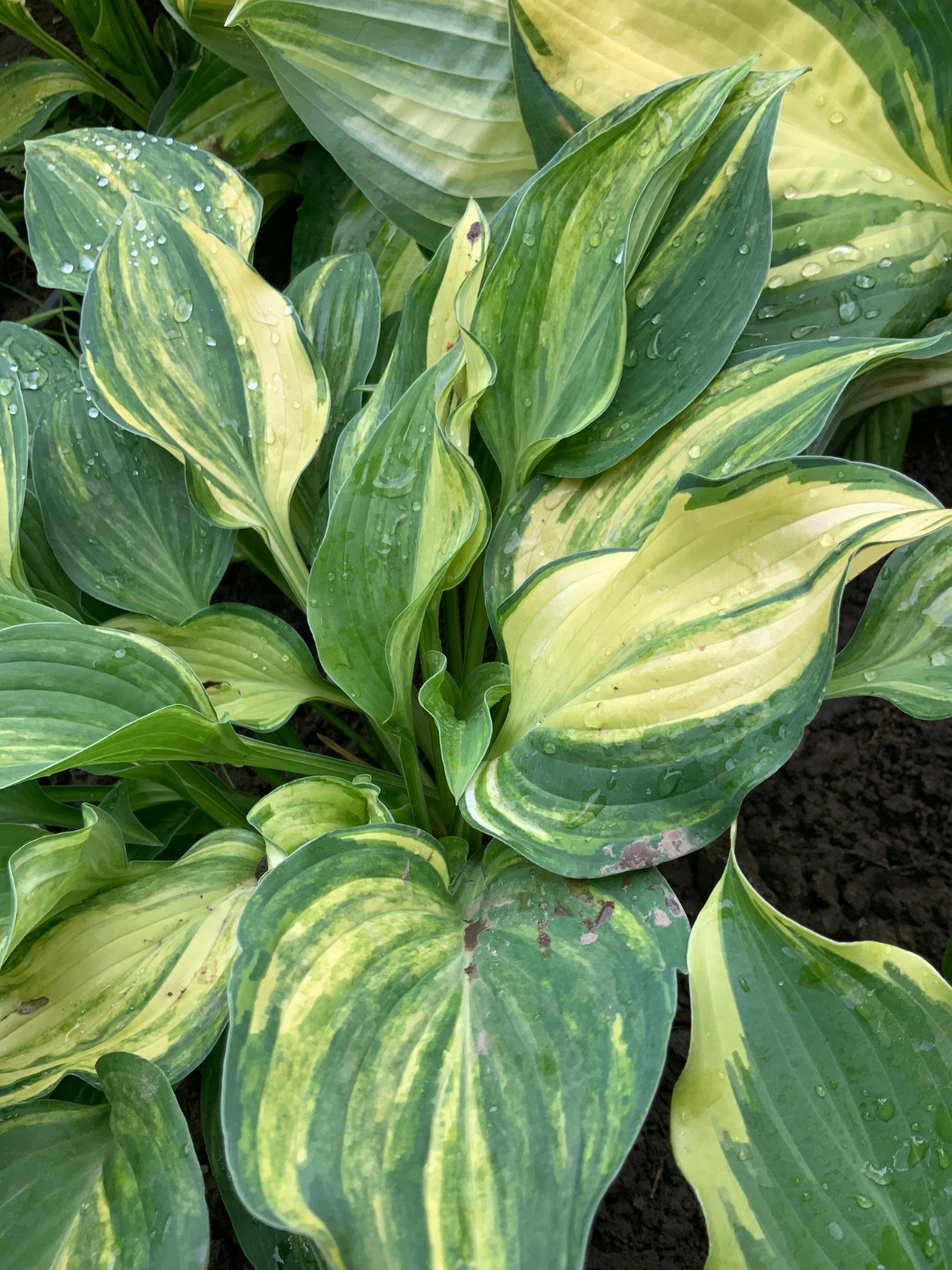 Hosta “Status Quo “ Plantain Lily Plant Shipping Spring 2026