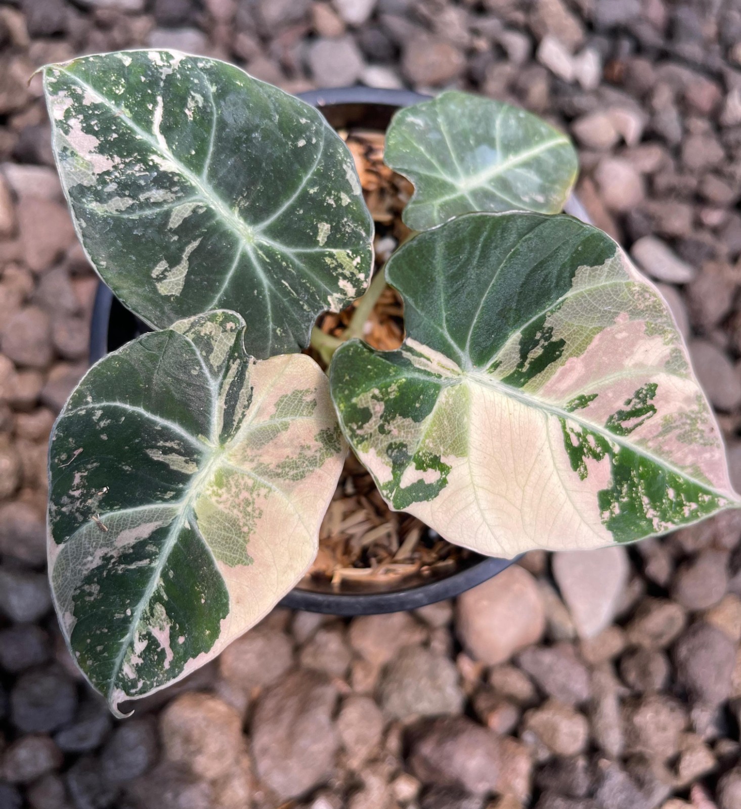 Alocasia Black Velvet Variegated – Rare Collector’s Jewel