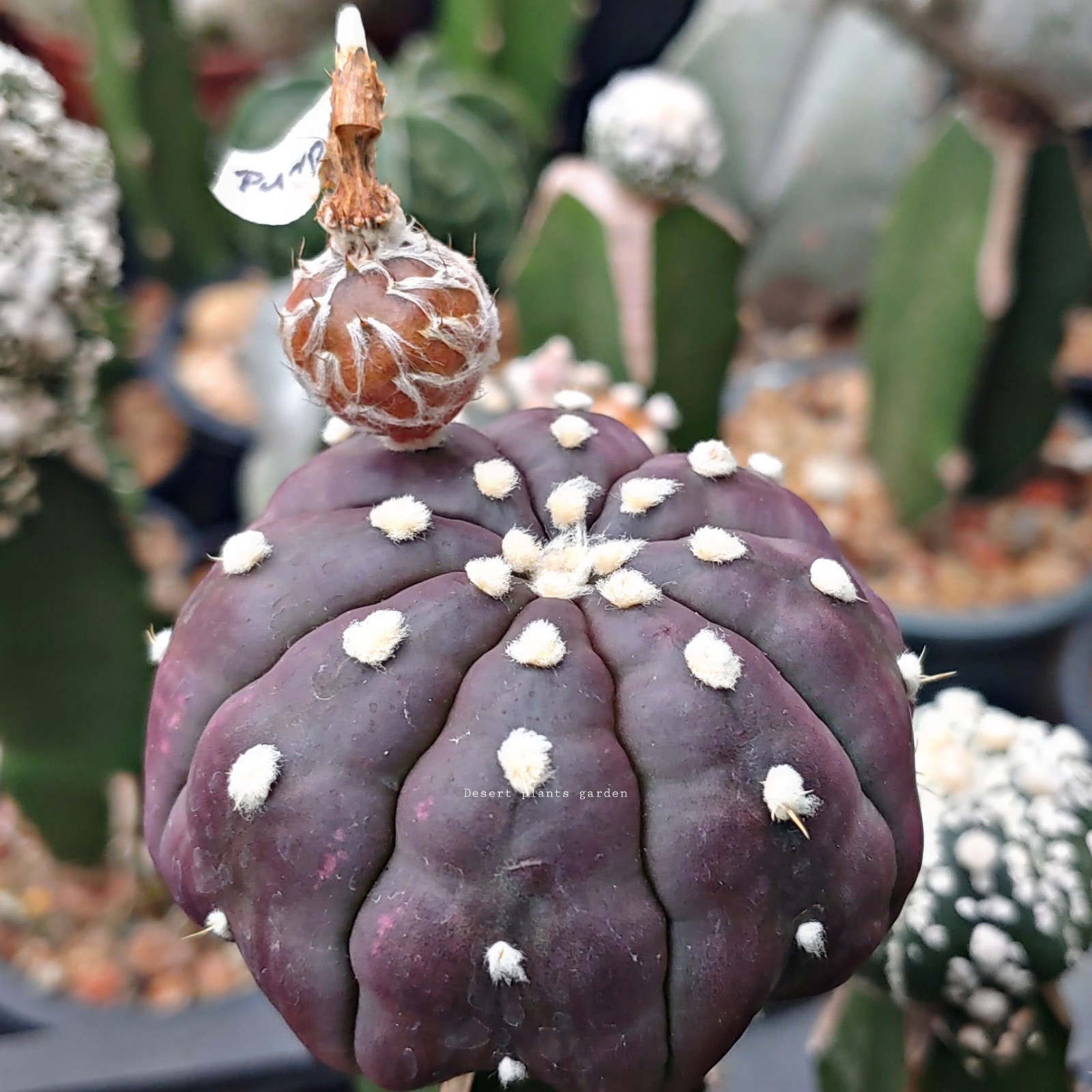 Astrophytum asterias Purple skin 25Seeds