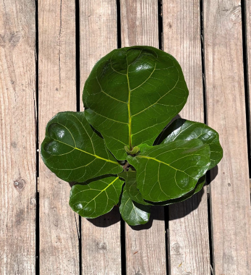 FICUS LYRATA Large Leaf Fig in 6″ Pot| LIVE Indoor & Outdoor Tropical HousePlant