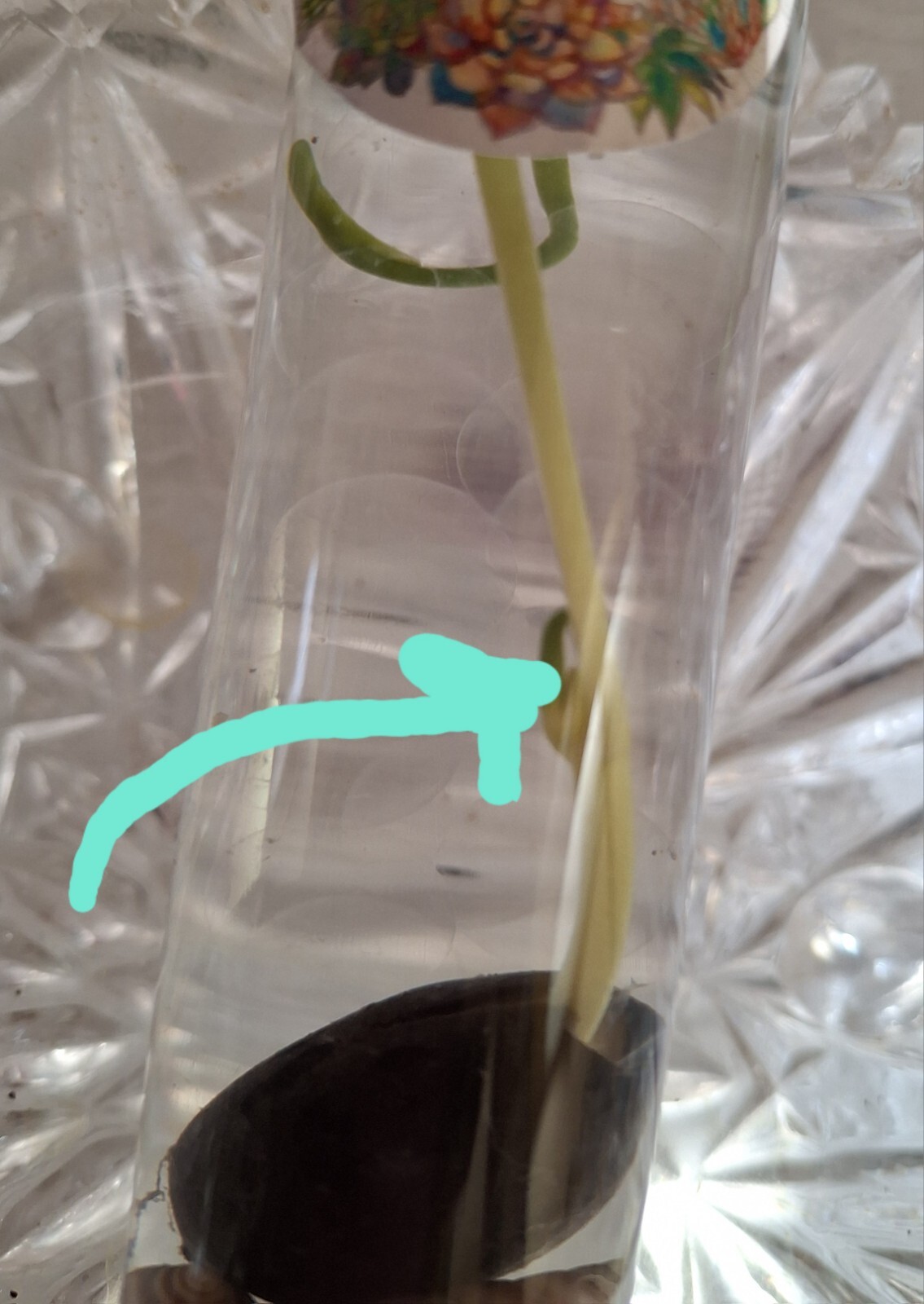 Bonsai / Bowl LOTUS Pre Sprouted Mixed Colors 6 In tube Started (2) Plants Tongs