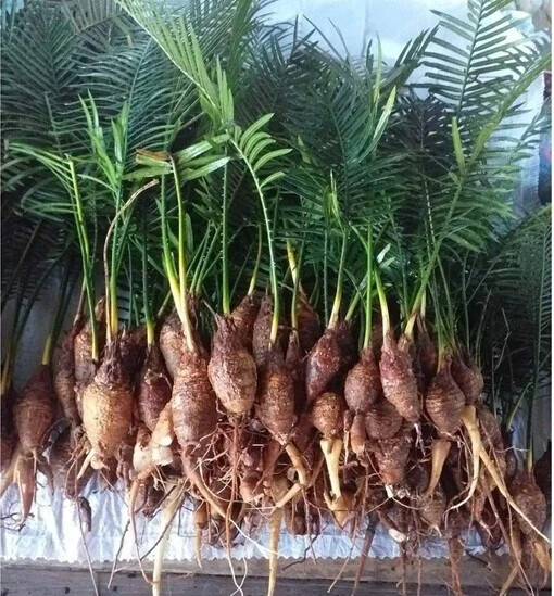 1 pcs Mini Random Size Cycas siamensis Rare Ornamental Product details Forest