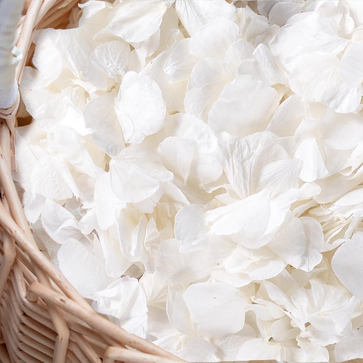 3000+Pcs Real Ivory White Dried Hydrangea Flower Petals – 100% Natural Creamy…