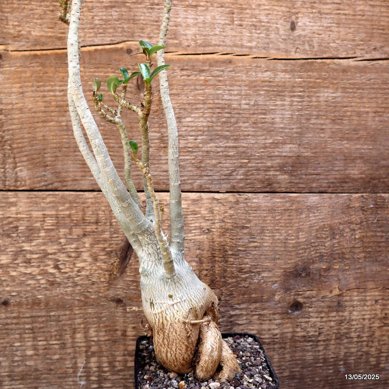 D4083 ADENIUM OBESUM pot10-H37-W11 cm MaMa Cactus