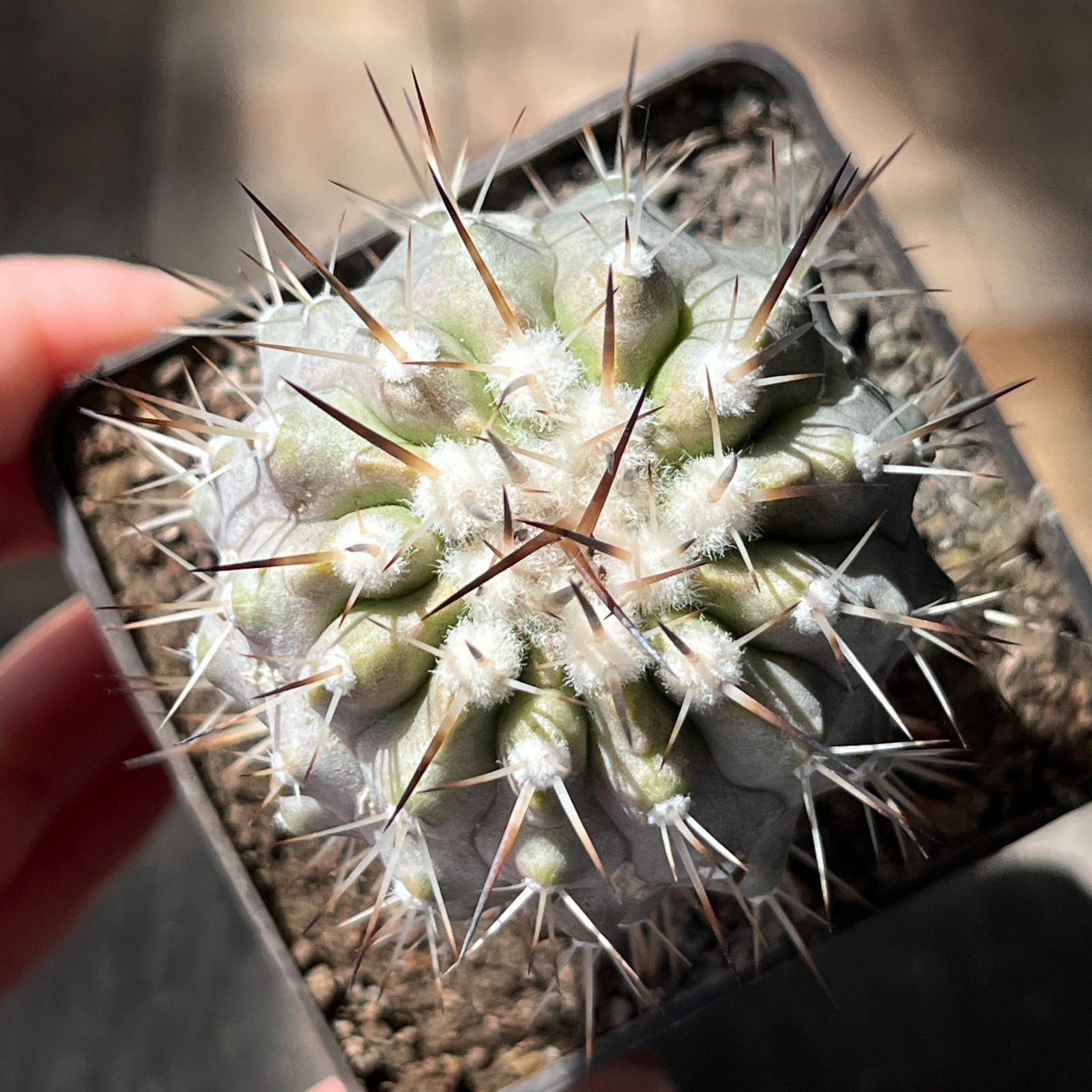 A18-2023 Copiapoa cinerea v. albispina, f. glassy, CHKP & jb2144, El Buitre 61m