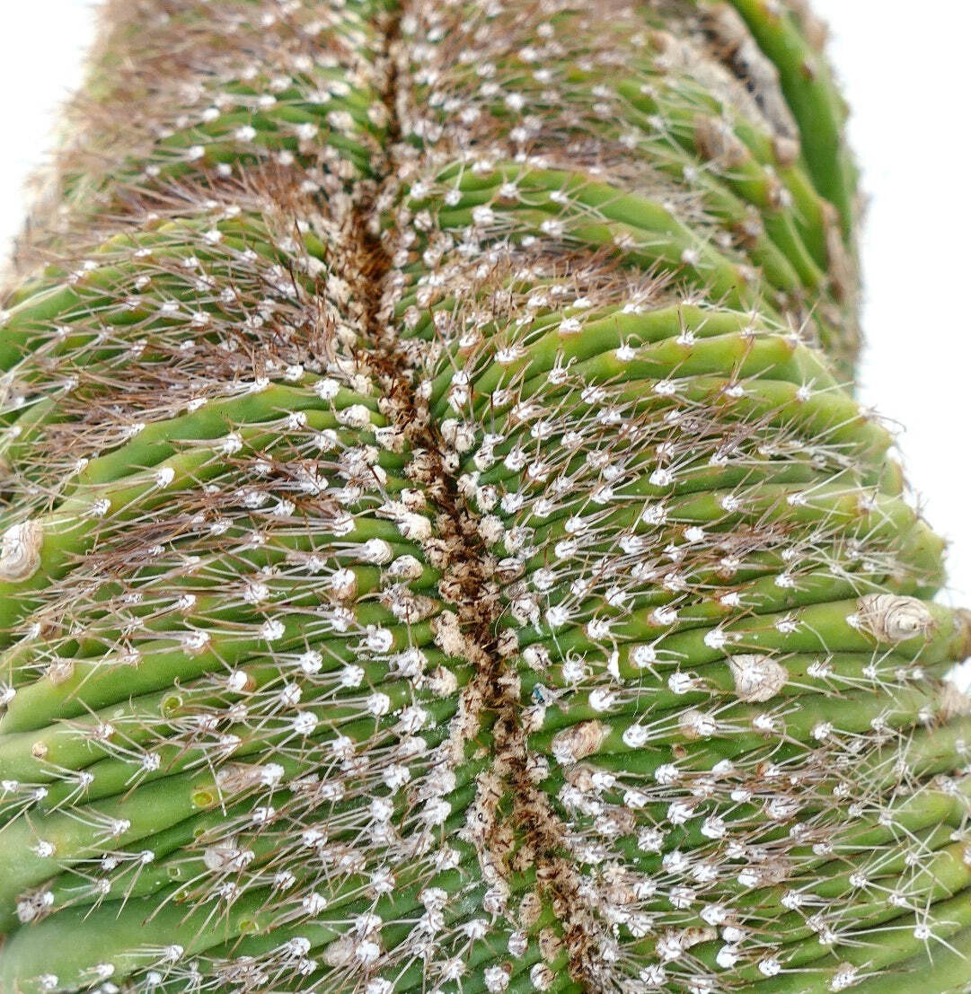 Carnegiea polylopha SAGUARO CRESTED 56x30cm – OLD SPECIMEN