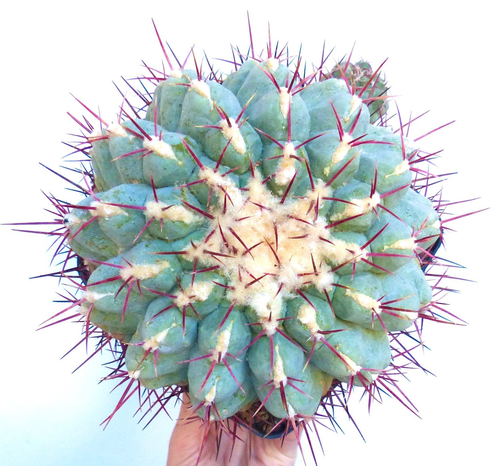 Thelocactus hexaedrophorus var. fossulatus SEEDS – Rare Cactus SEEDS