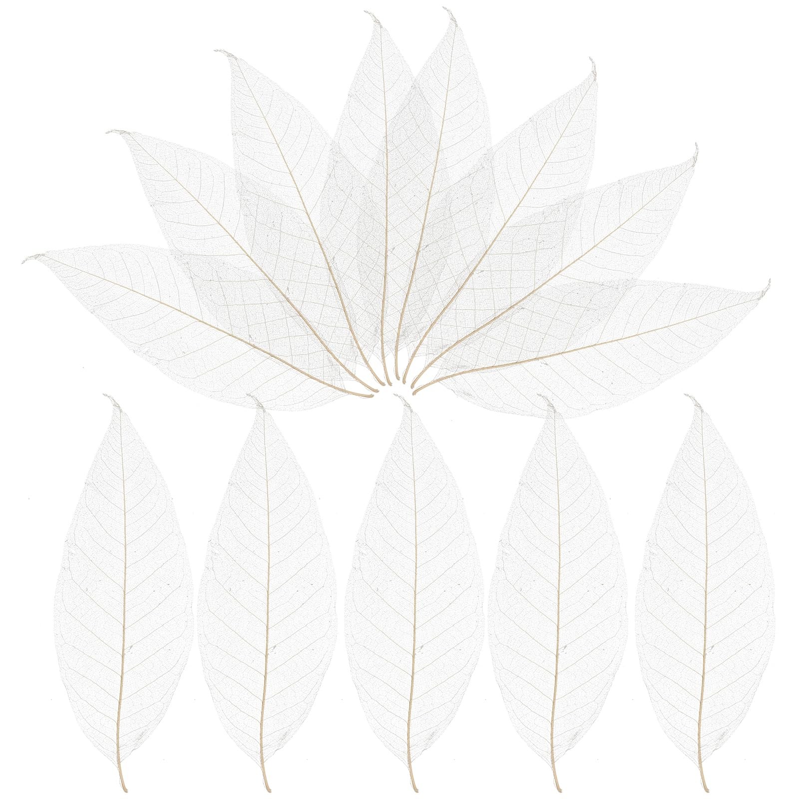 100 PCS Natural Dried Magnolia Leaf Vein Specimens DIY Craft Scrapbook