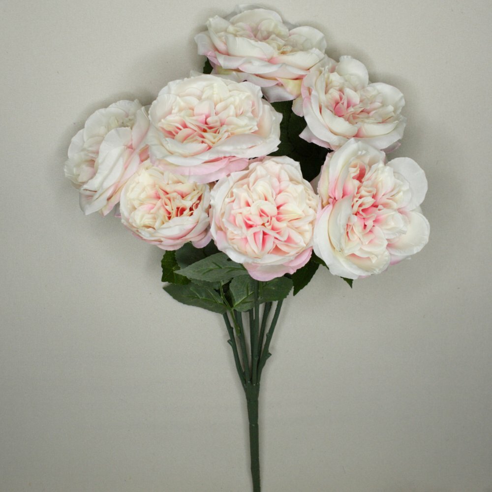 English Cabage Rose Bush x7 Heads 3 1/2 to 4″ Diameter Flowers Blush #11891031