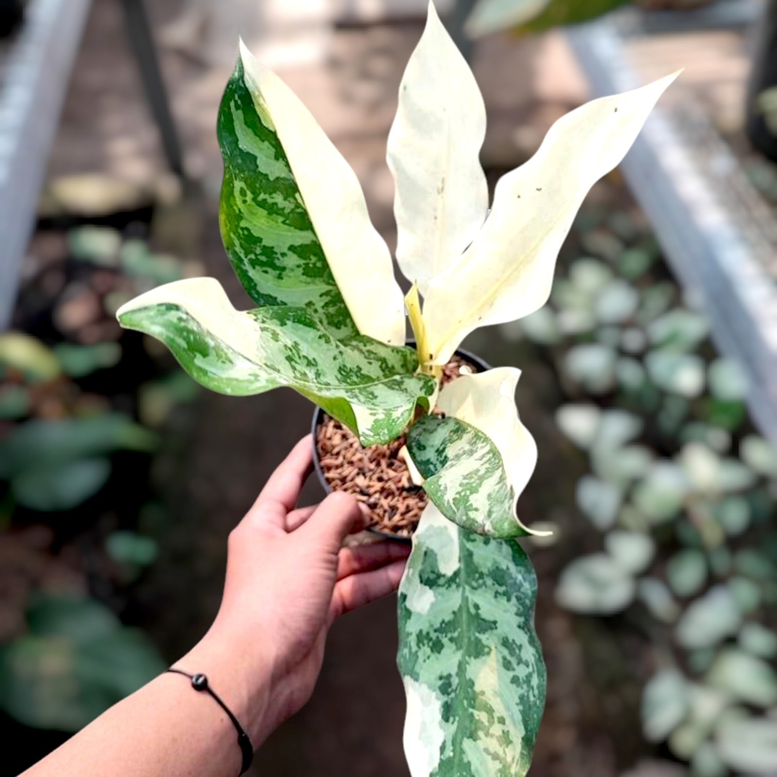 Aglaonema Comutatum Variegated Ornamental Plant