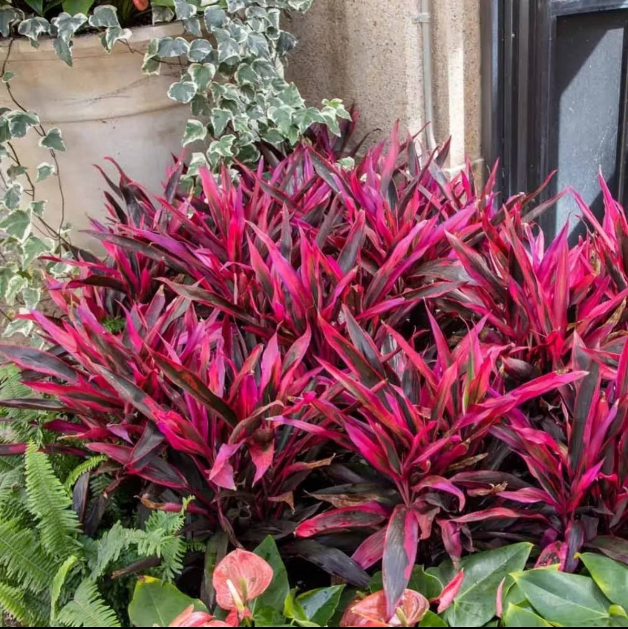 Cordyline fruticosa 2cuttings, 10-12 inches long