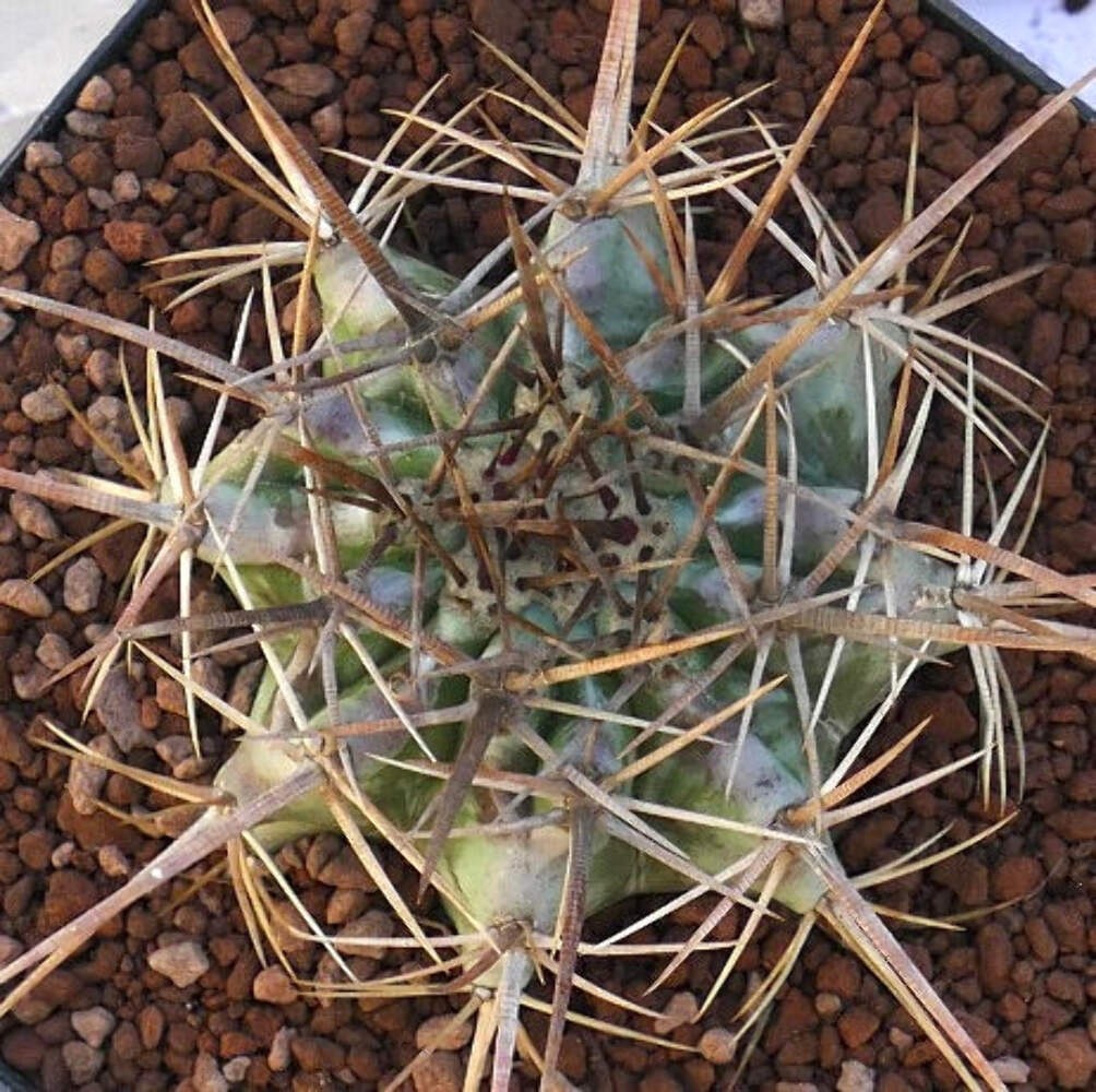 Echinocactus ingens STRONG SPINES 110L – Giant barrel cactus | Giant echinocactu