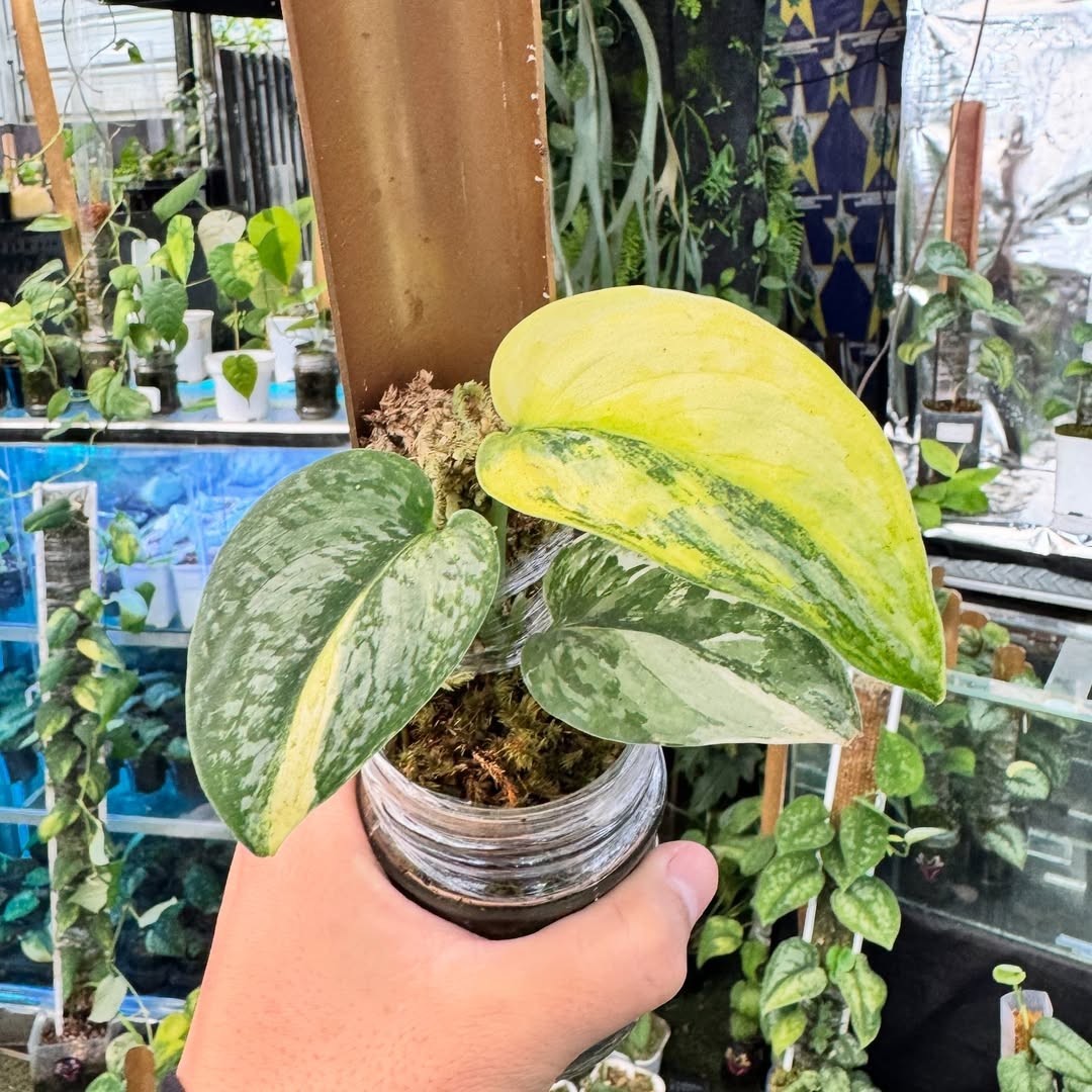 Scindapsus Sadewa Variegated Beautiful Rare Plant