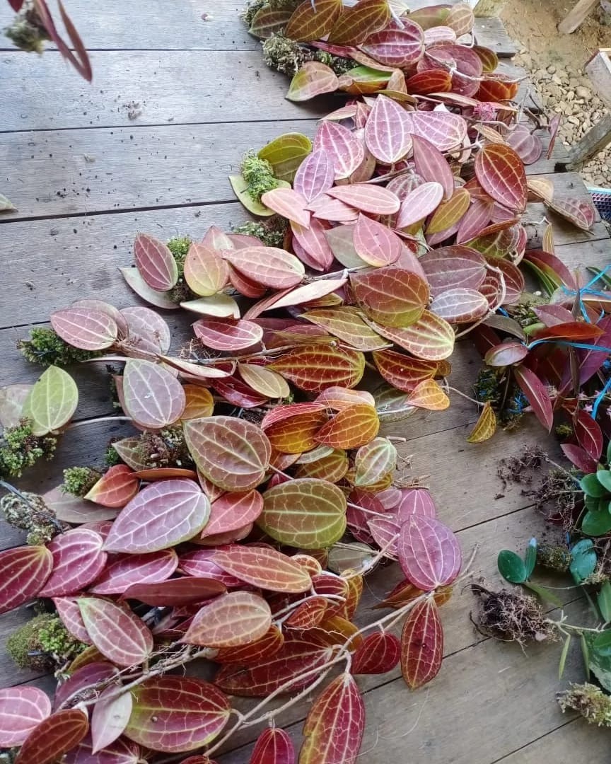 Hoya Macrophylla Super Red Sp Borneo Rare Tropical Plant