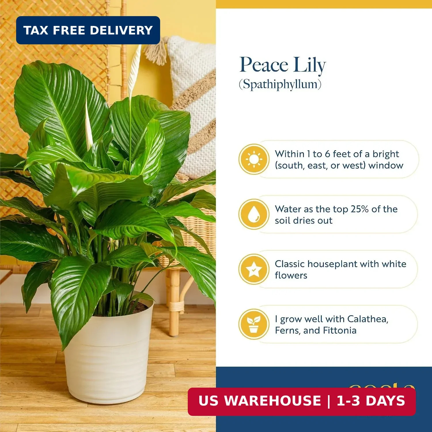 Costa Farms Peace Lily Live Plant in Decorative Pot, Air Purifying Flowering Ind