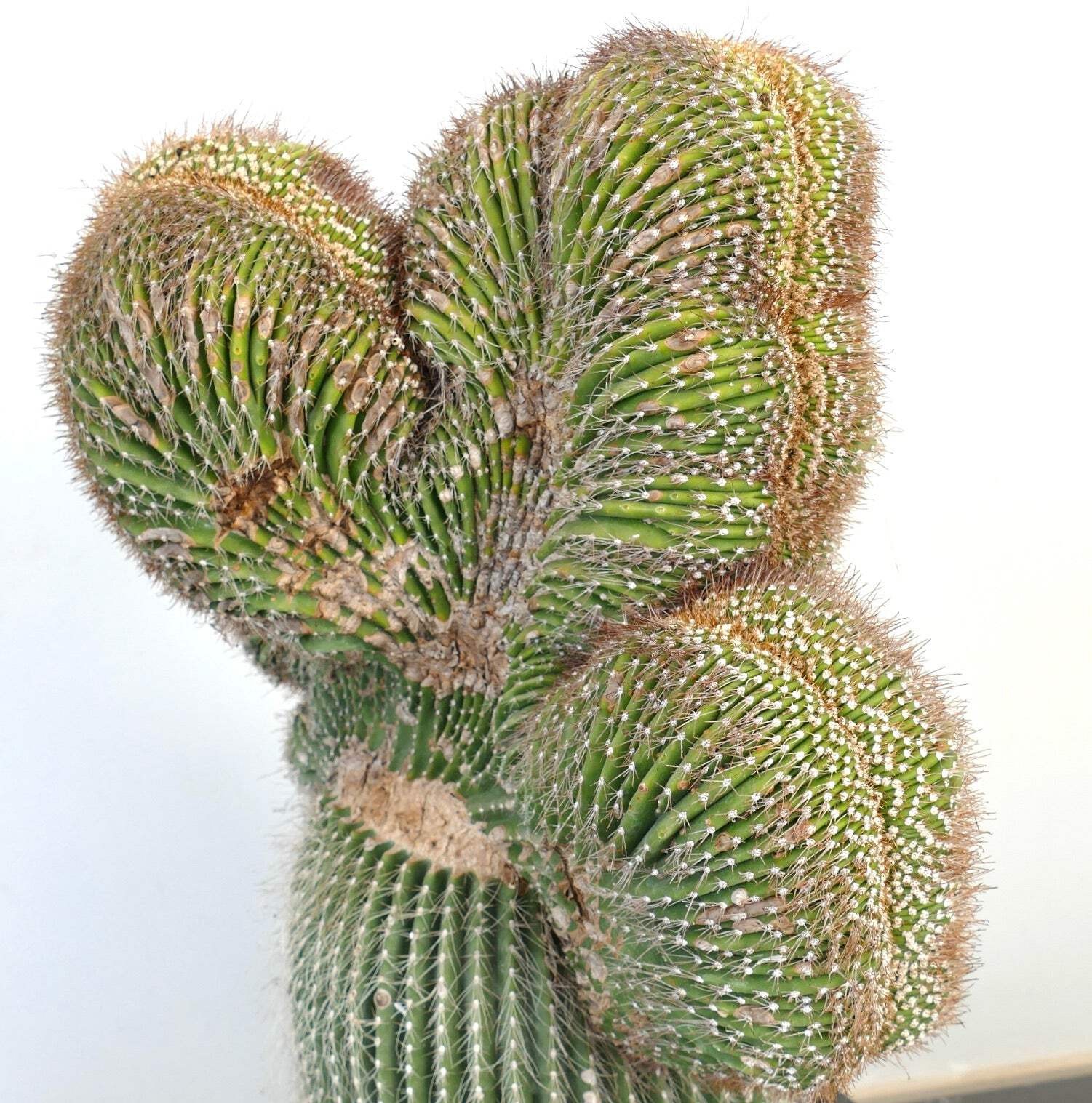 Carnegiea polylopha SAGUARO CRESTATO 66x38cm – Cardon | Elephant cactus