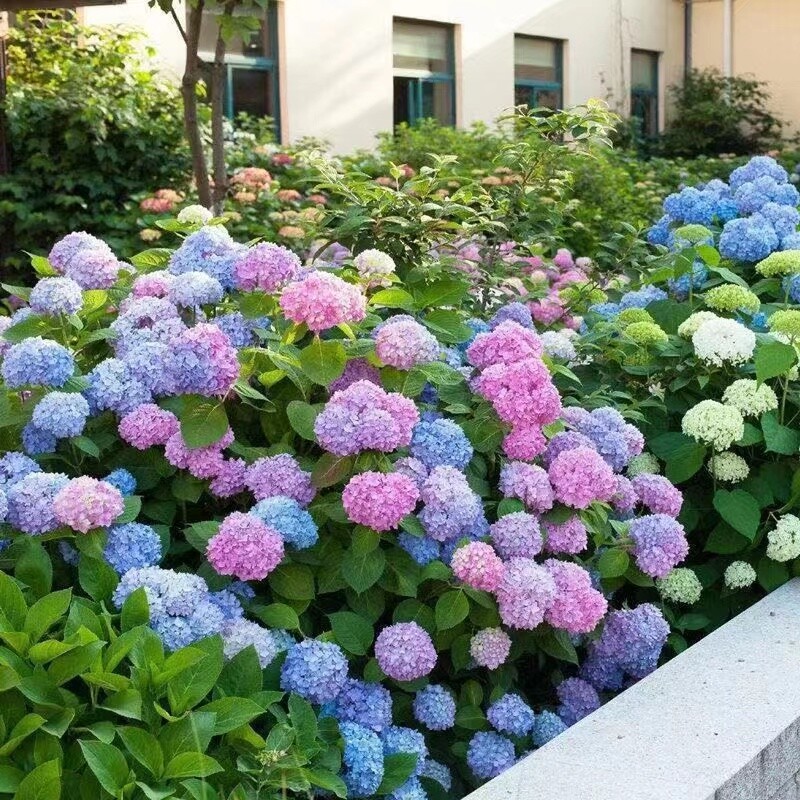 (10) HYDRANGEA SEEDS rare exotic flower bloom garden plant USA SELLER W/TRACK
