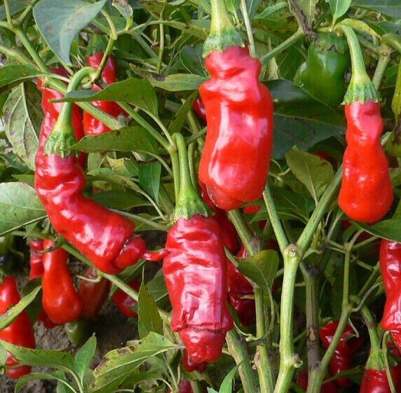 100Pcs SE EDS Peter Pepper Heirloom Hot pepper NON GMO Se eds