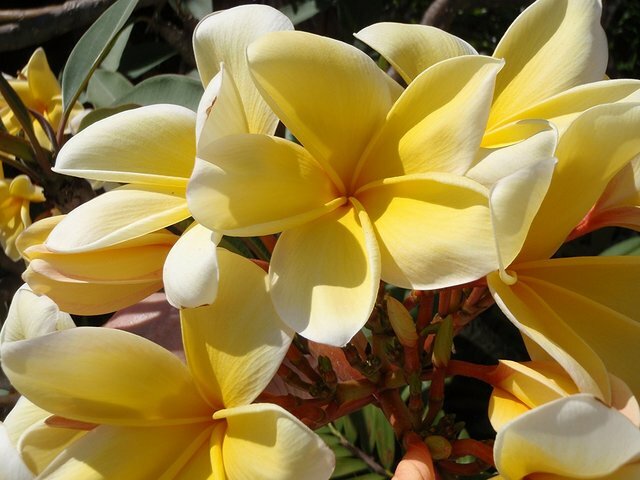 HAWAIIAN YELLOW PLUMERIA FRANGIPANI PLANT CUTTING – 9 – 12 IN. LONG UNROOTED