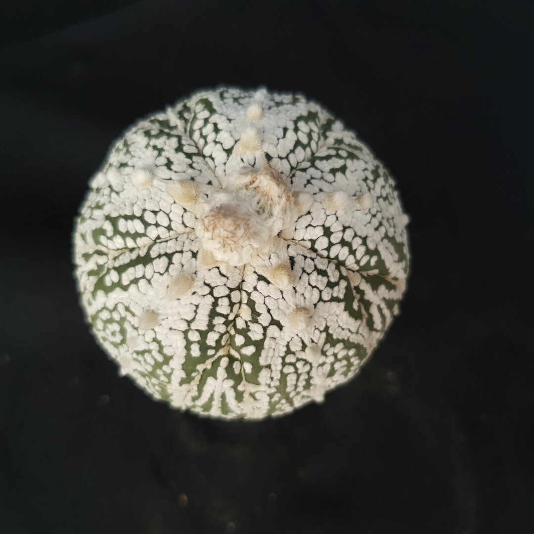Astrophytum asterias ‘SUPER KABUTO’ seedling, seedgrown