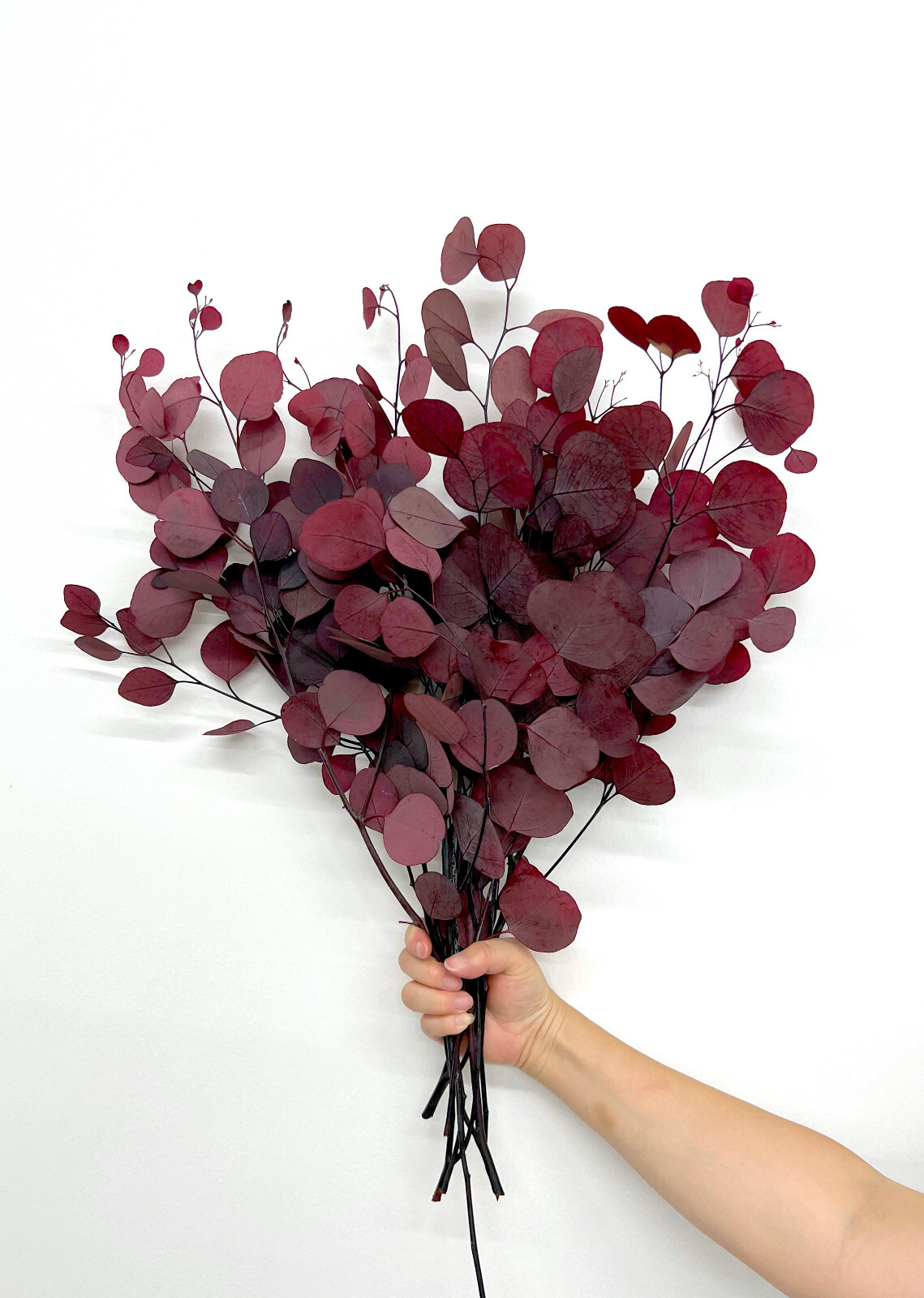Green or Red Preserved Natural Silver Dollar Eucalyptus Branches /8 oz or 16 oz
