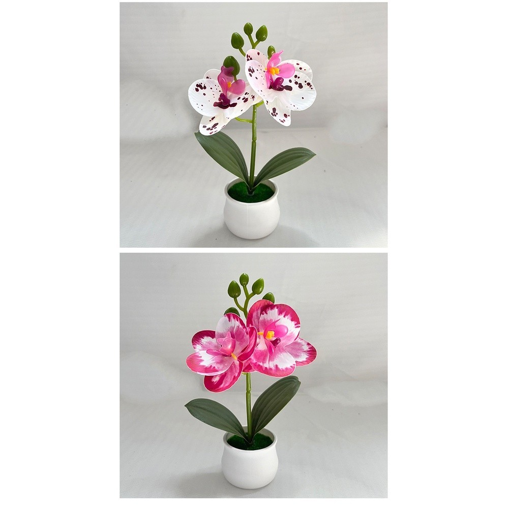 Phalaenopsis Orchid Potted Plant 11x11x18cm Plastic for For MINI Indoor Display