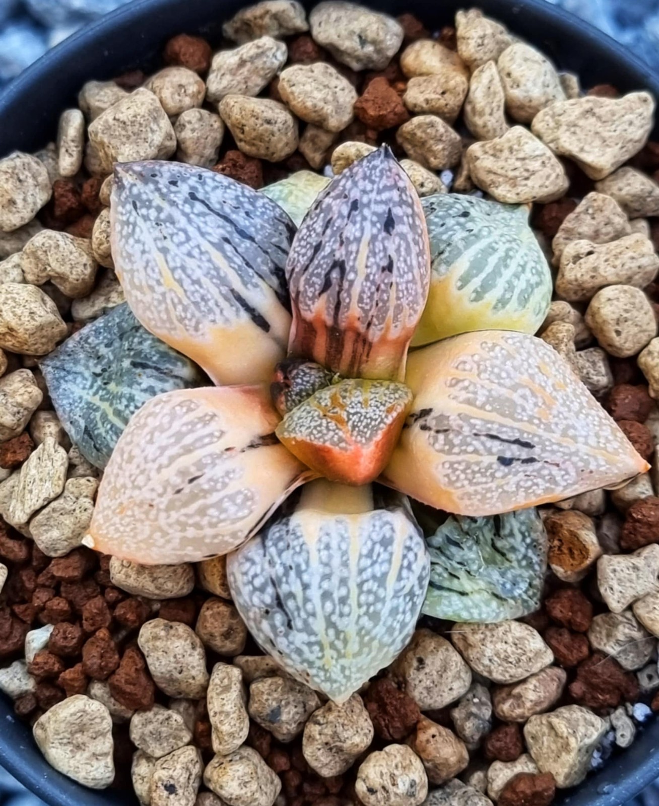 ็Haworthia Picta Totoro Variegated Rare Live Plant_Succulents_EU Seller