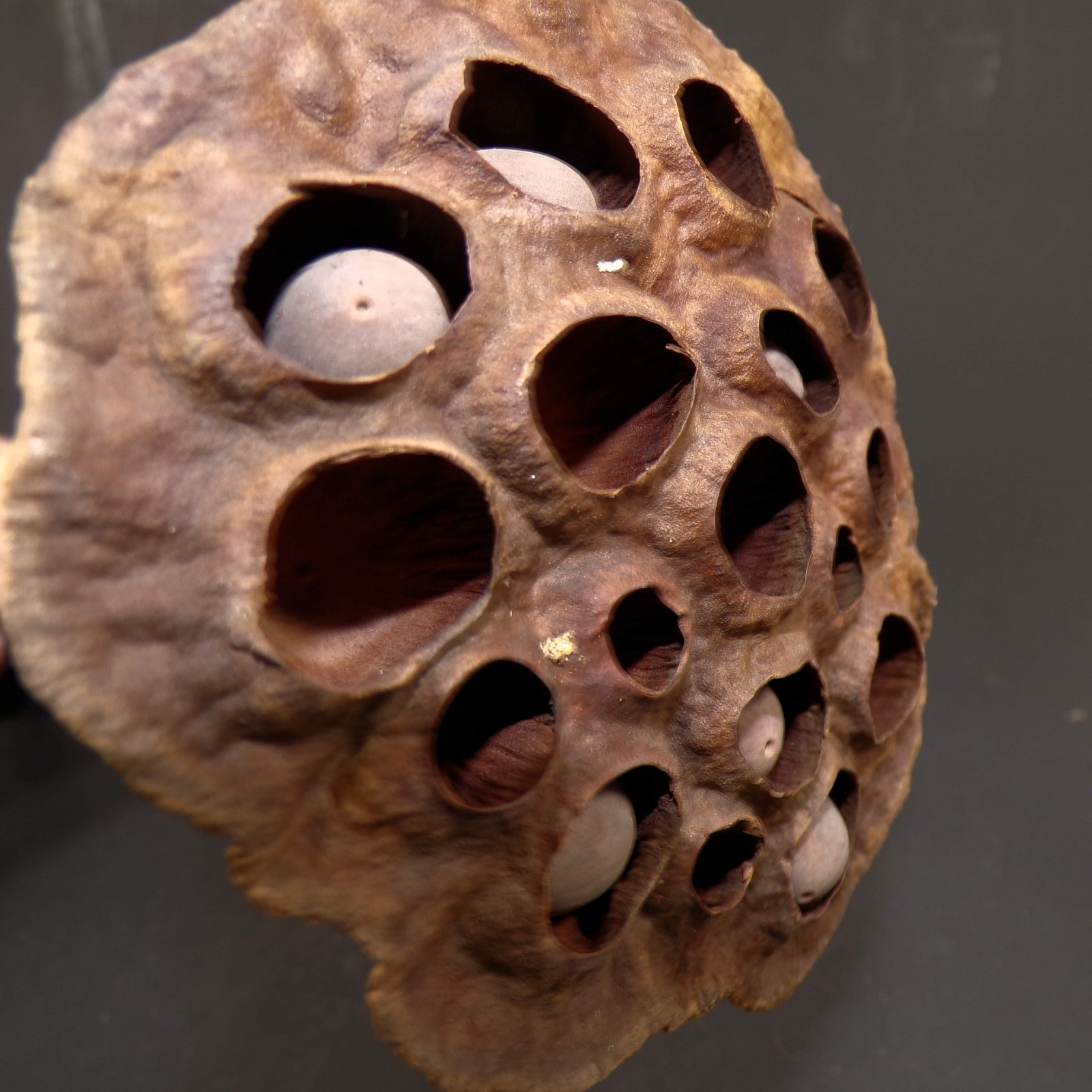 Lotus Seed Pods Lot of 3 Dried for Crafts and Decor 16″L