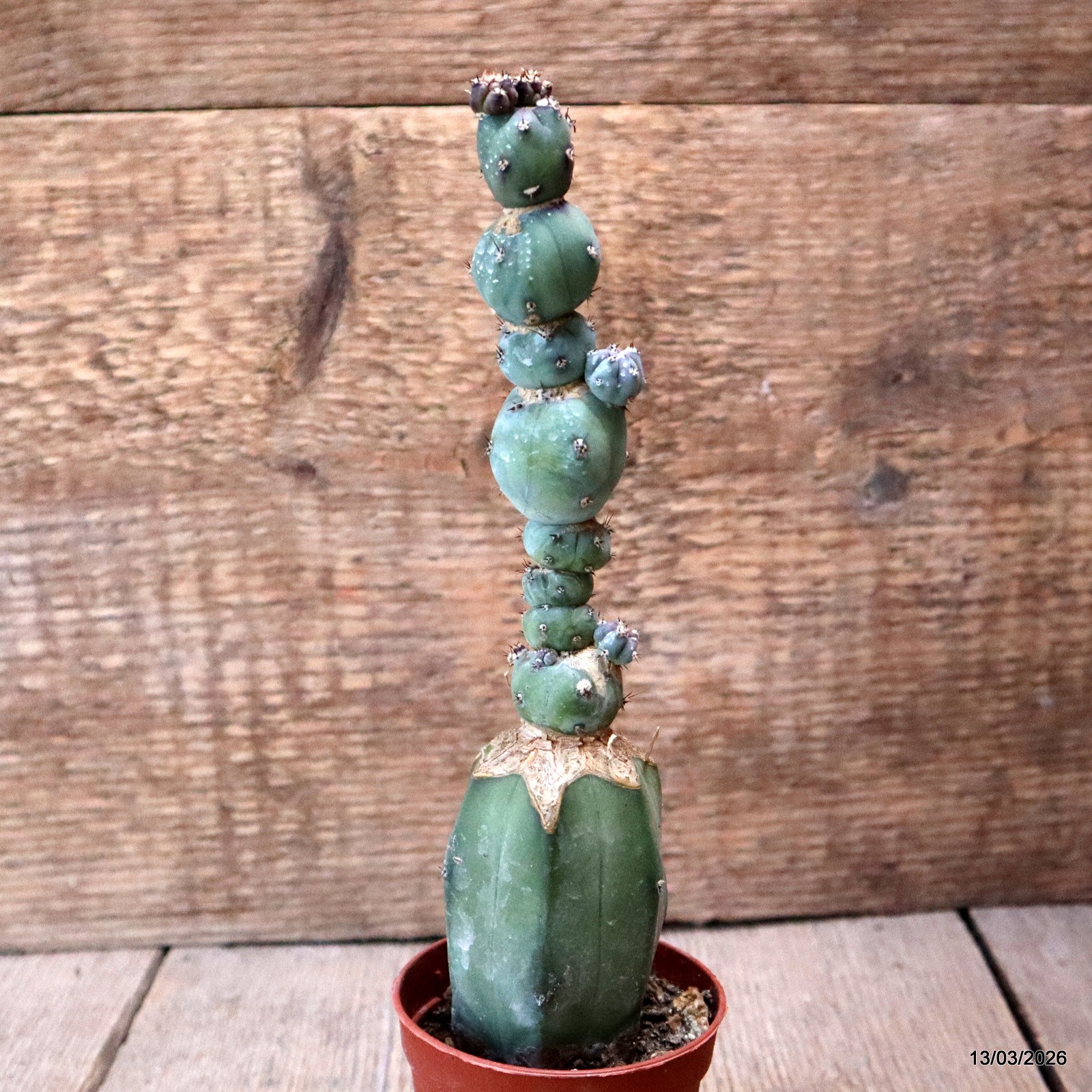 D7991 MYRTILLOCACTUS GEOMETRIZANS STACKER MONSTER GRAFT. pot6,5-H19-W5 cm MaMa