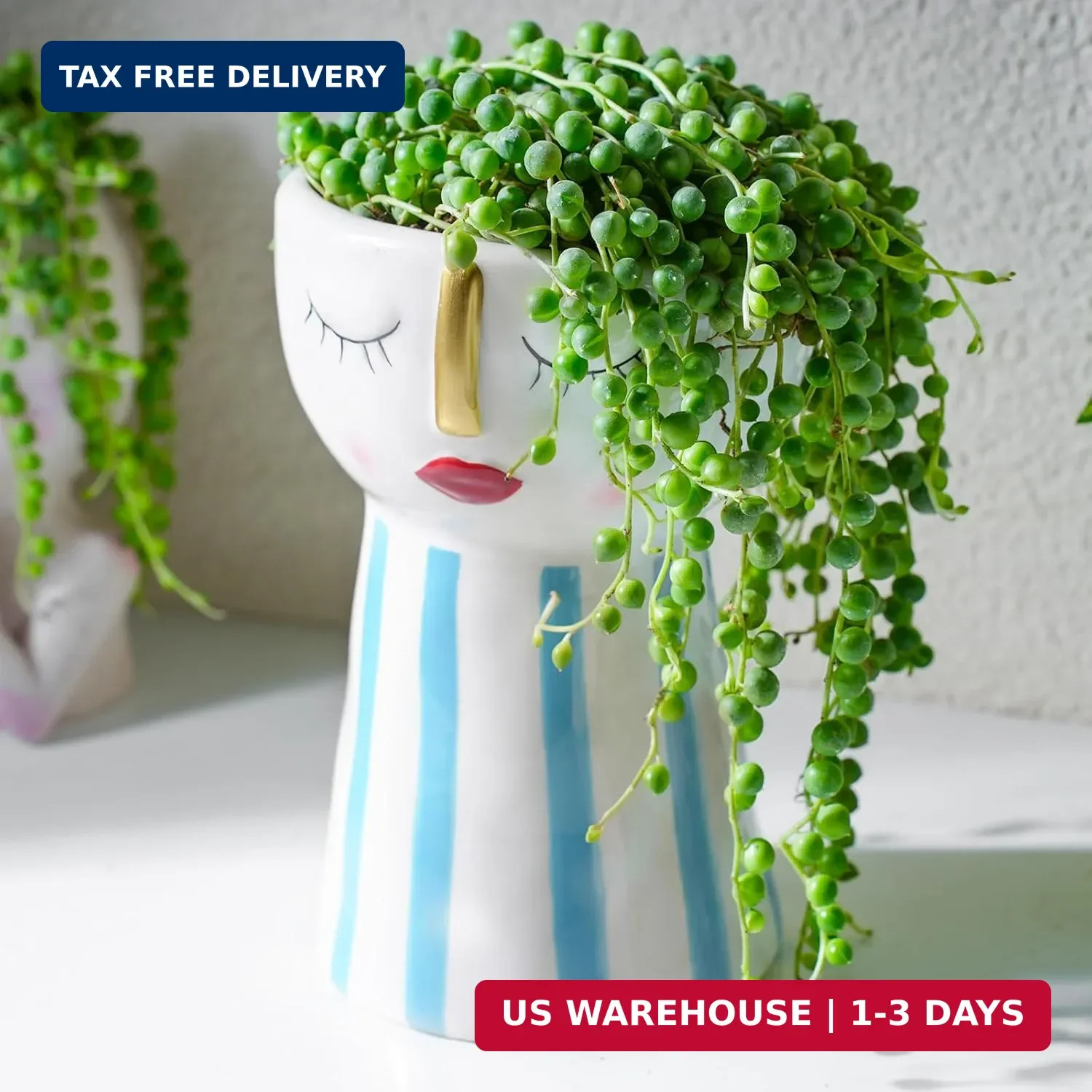 String of Pearls Live Succulent Plant (4-inch), Fully Rooted Trailing Houseplant