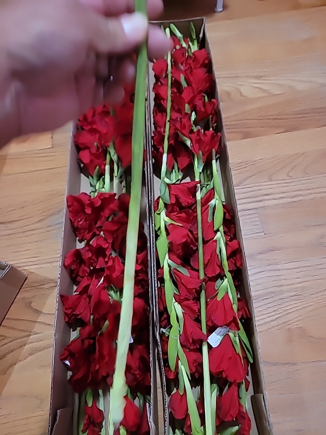 6 Pk Artificial Red Gladiolus Flowers Stem approx 36 inch long By Better Homes