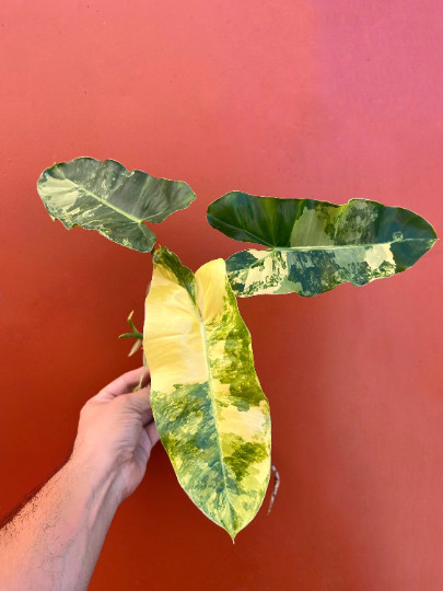 Variegated Burle Marx Philodendron Cutting | Air Roots w/ Nodes | House Plant