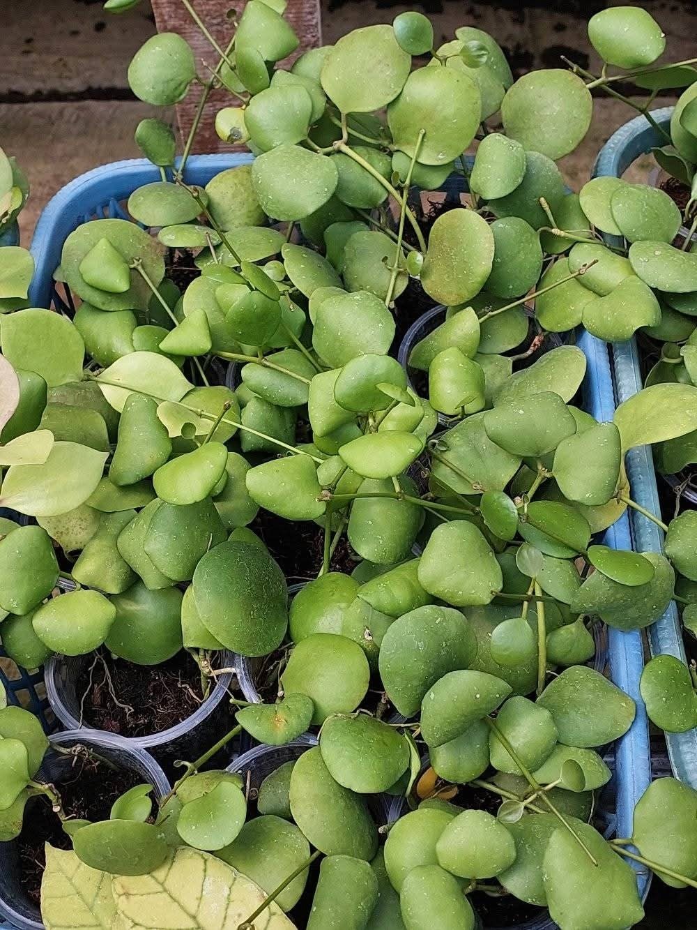 Hoya Kastbergii Sp Aceh Rare Tropical Wax Plant