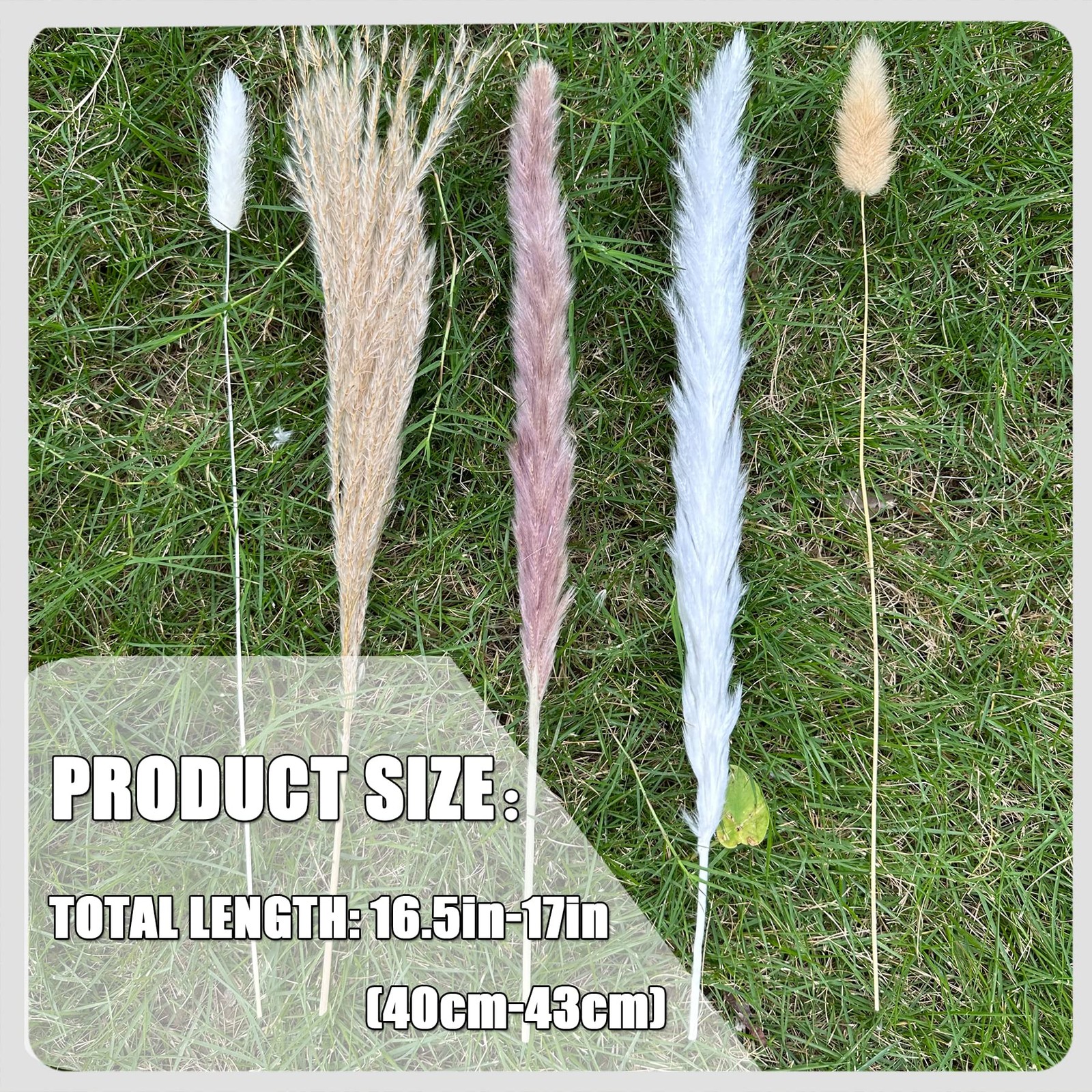 Pampas Grass Boho Home Decor 150Pcs 17-inch Natural Dried Flowers-Pampas Gras…