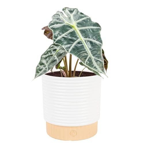 Alocasia Polly Live Plant in Decorative Pot, Indoor Houseplant, Perfect for