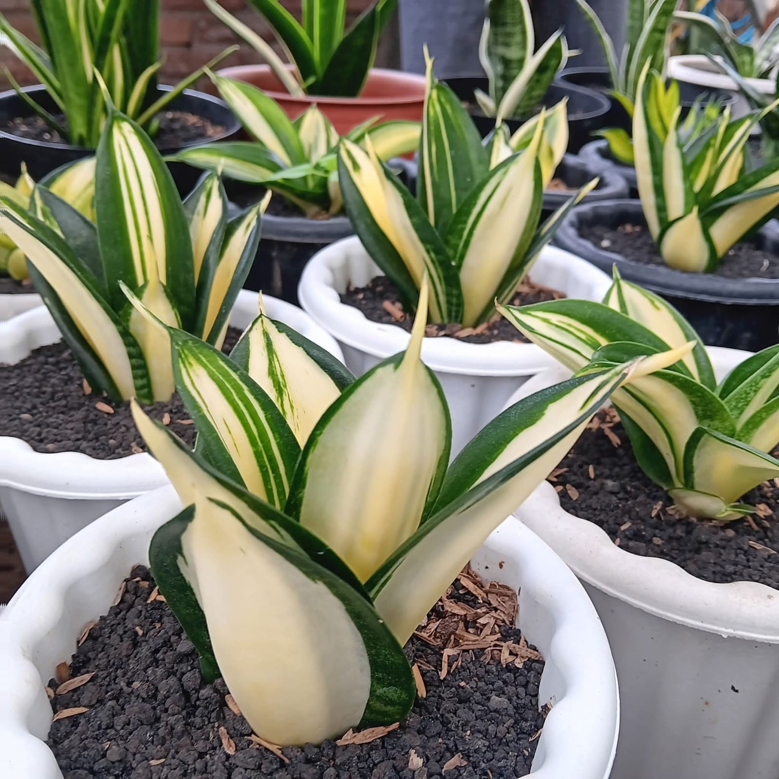 Sansevieria Hahnii Siam Tower Rare Uniqe Snake Plant
