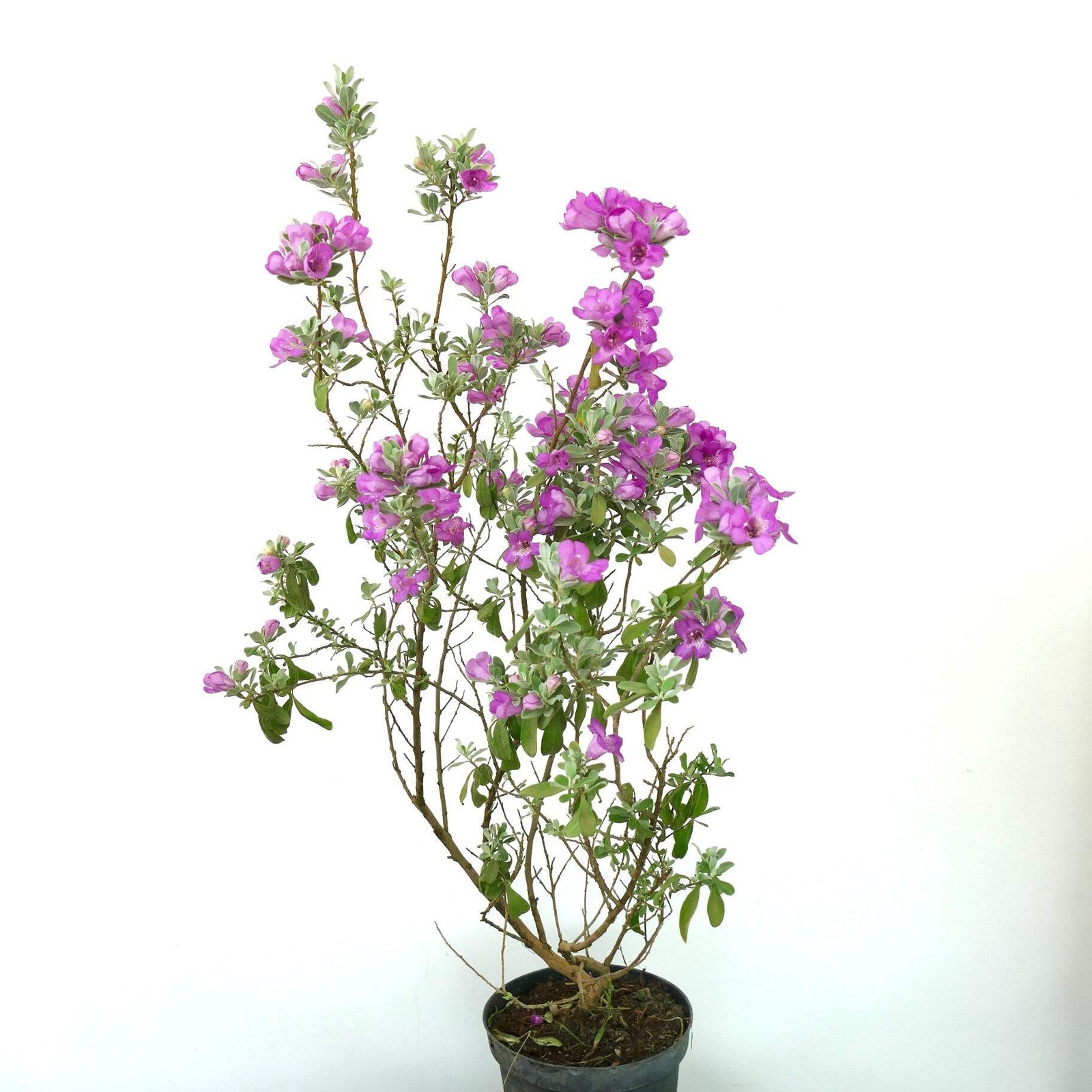 Leucophyllum frutescens – Texas Sage | Barometer Bush