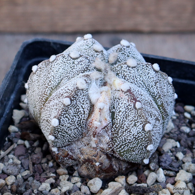 A4465 ASTROPHYTUM SUPERKABUTO VARIEGATED pot10-H6-W7 cm MaMa Cactus