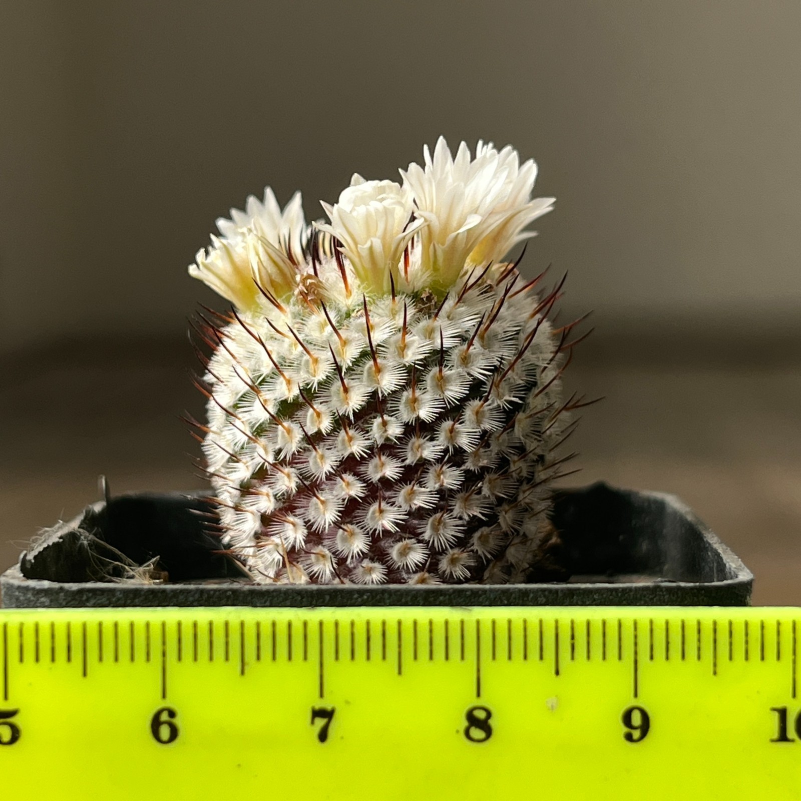 A36-54 Mammillaria andersoniana, grafted