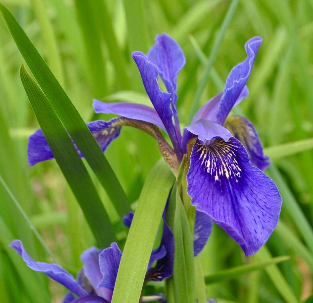 Iris bulleyana 10-40cm | Bulley’s iris | Bulley iris – Bulley’s iris | Bulley ir