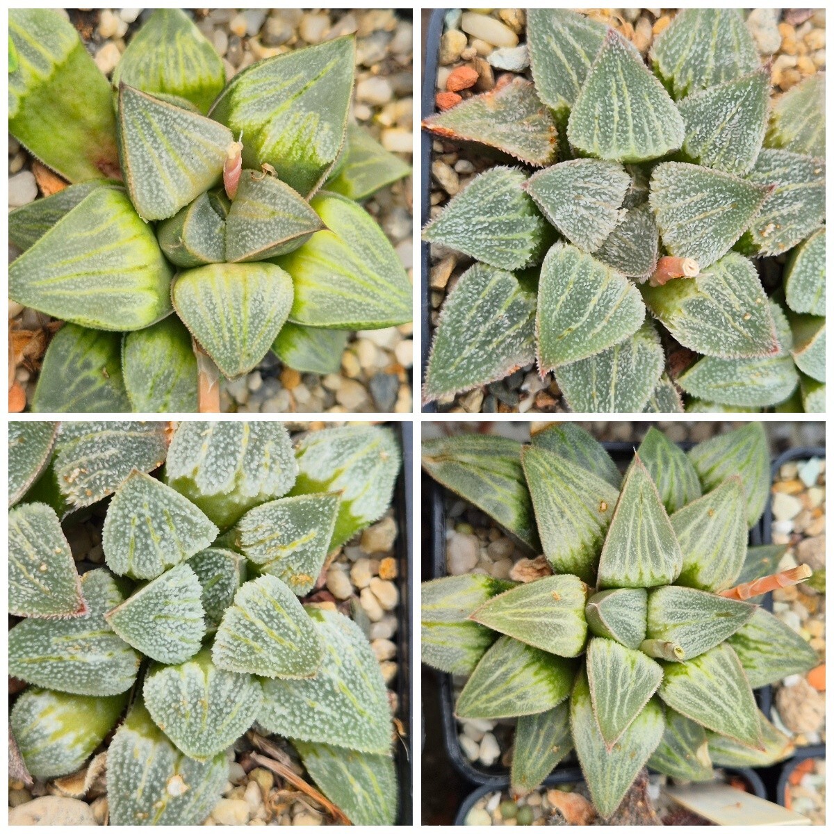 Haworthia comptoniana x pygmaea f. crystallina F2 mix 10seeds 2025 year