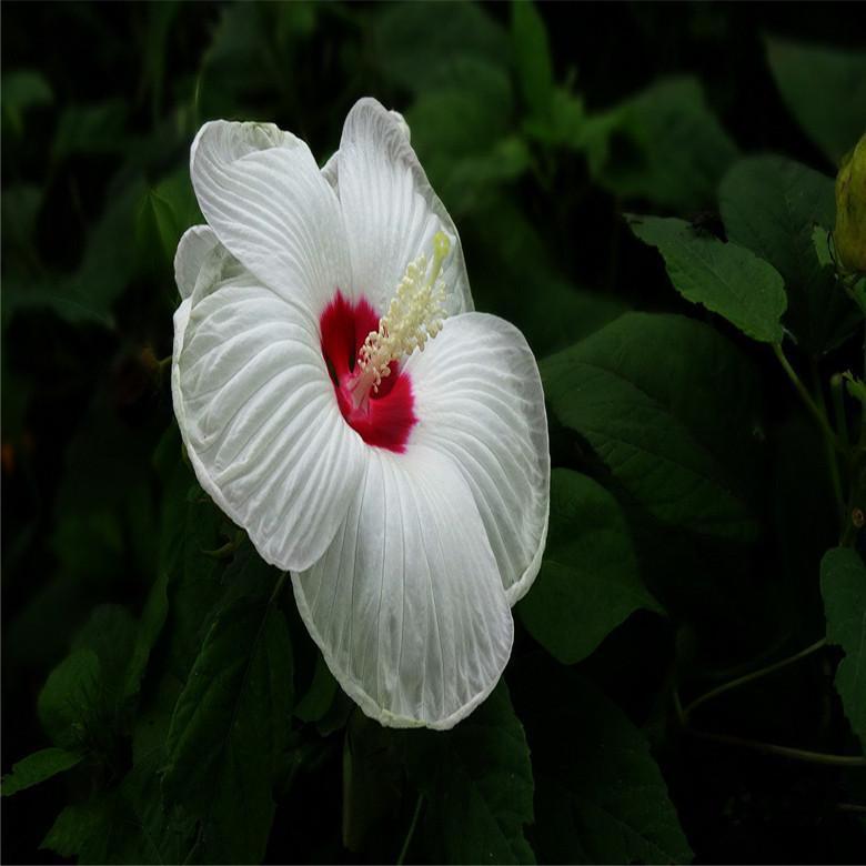 (10) HIBISCUS SEEDS perennial flower garden bed bush plant USA SELLER W/TRACK