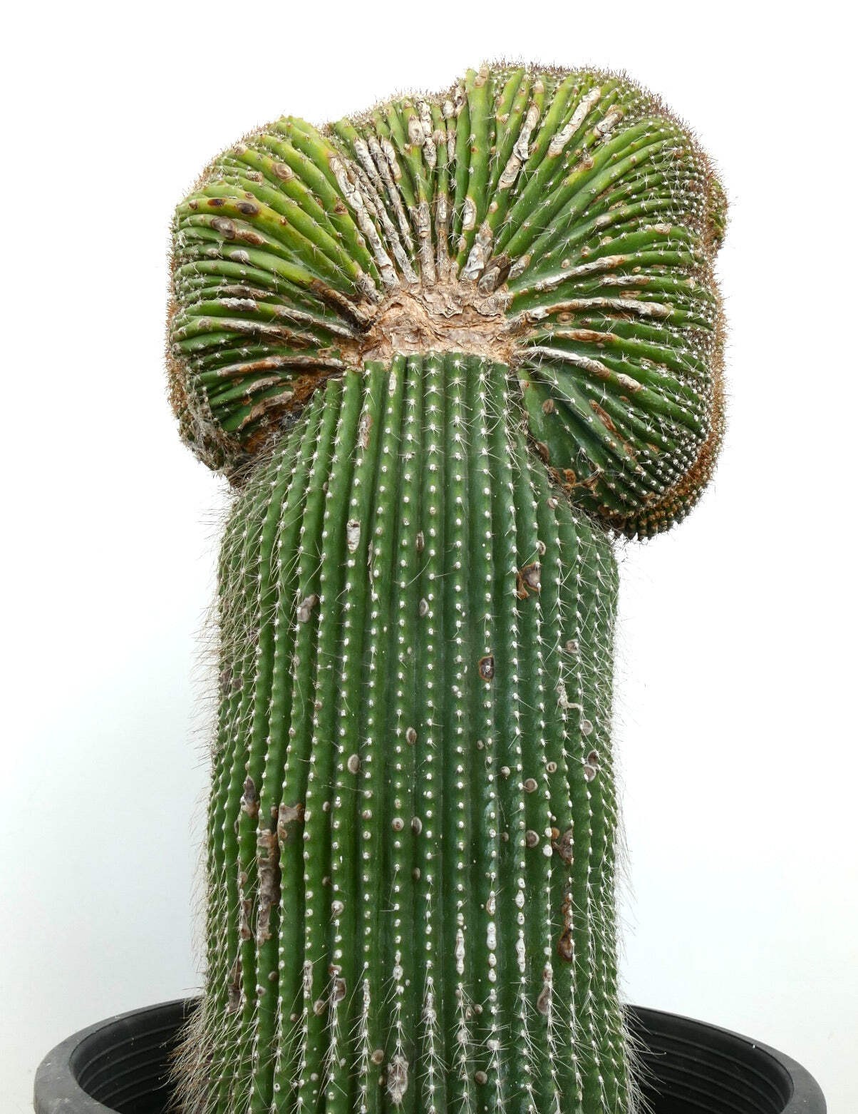 Carnegiea polylopha SAGUARO CRESTED 56x30cm – OLD SPECIMEN
