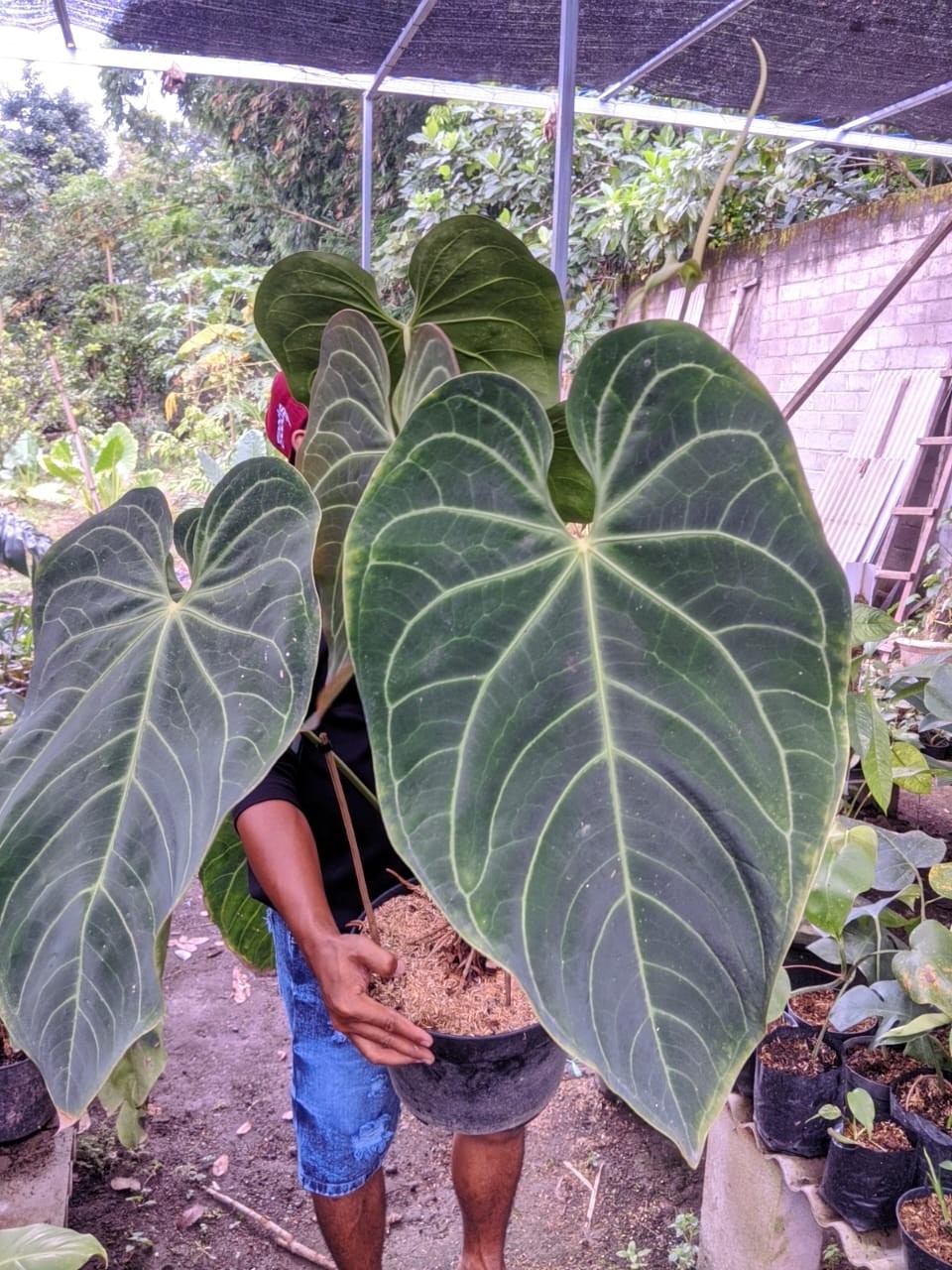 Anthurium Regal Peru Super Big Size Very Beauty Real Picture Mature Plant