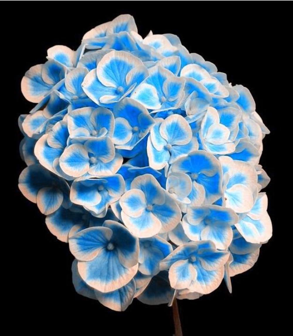 (10) HYDRANGEA SEEDS rare exotic flower bloom garden plant USA SELLER W/TRACK
